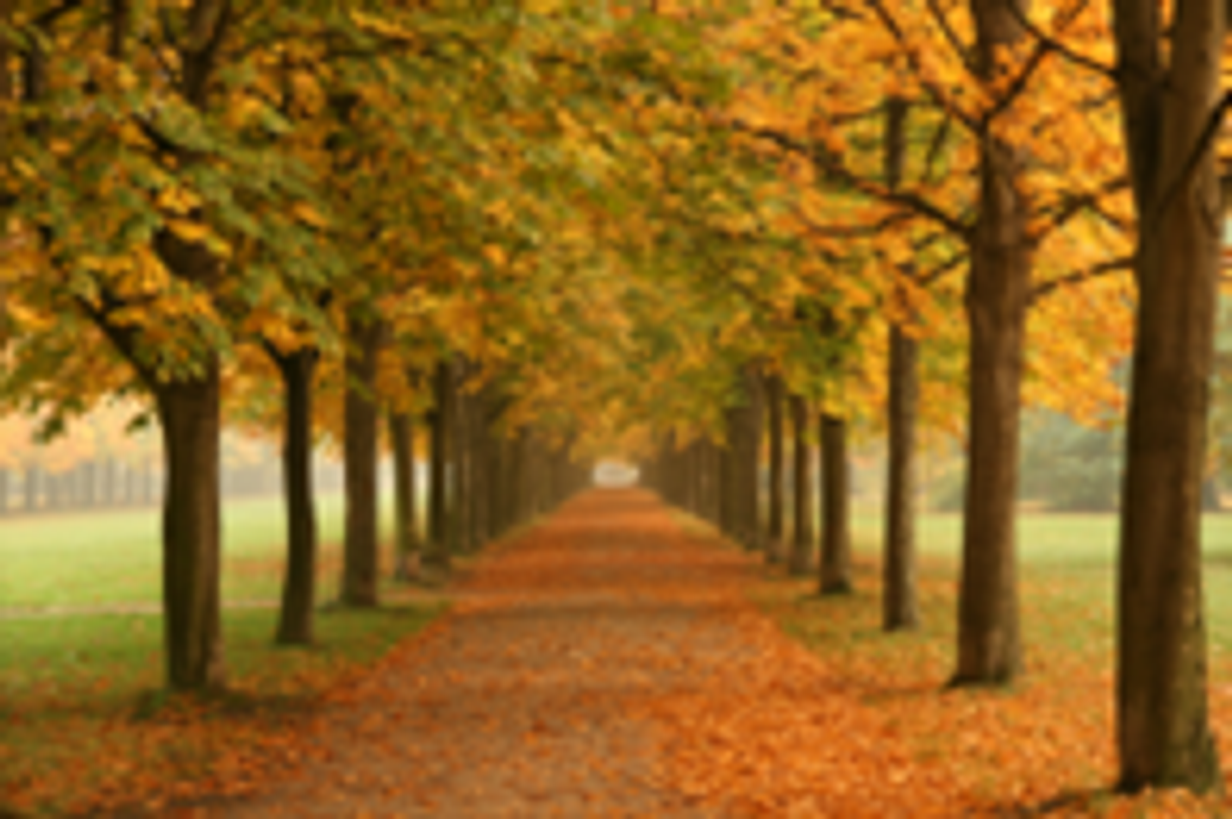 Autumn competition image