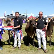 Balmoral Show Jersey Class