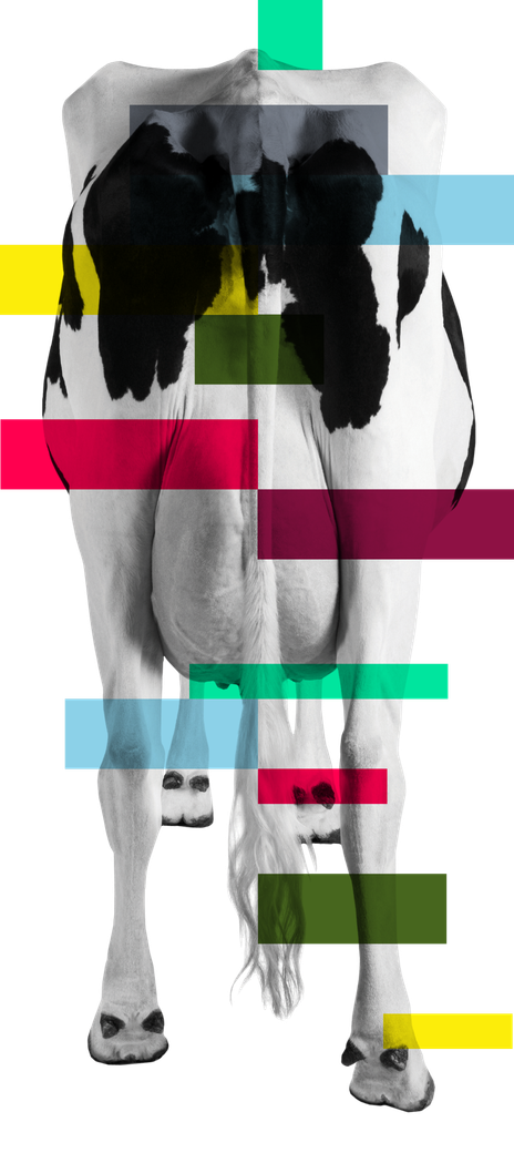 Cow Behind Genome