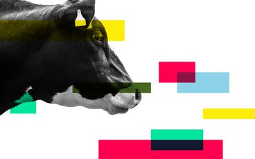 Genome cow 1
