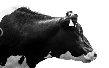 KPI Top 500 Herds Cow