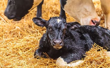 New born calf and dam low res