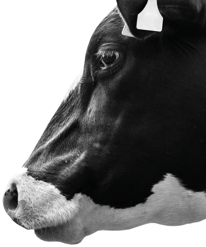 Side Cow Image
