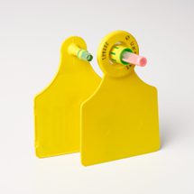 Cattle large dna eidh bprint yellow