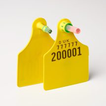 Cattle large dna mspace yellow