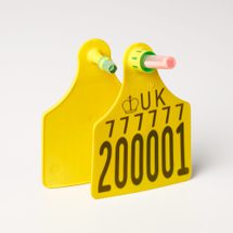 Cattle large dna yellow