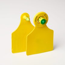 Cattle large eidf bprint yellow