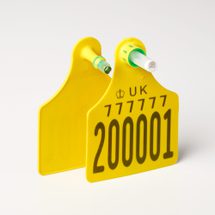 Cattle large tst yellow