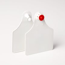 Large blank white