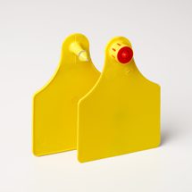 Large blank yellow